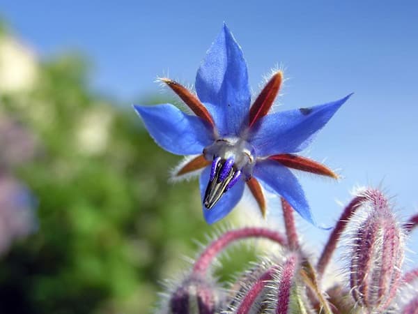 تصویر 2 از فروش گل گاوزبان سبز + قیمت خرید به صرفه